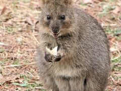 桜開花とこぶし満開の埼玉こども動物自然公園（前）大人しめだけど起きているコアラに会えた＆クオッカのピオニちゃん久しぶり～屋外ピリーくん見逃す