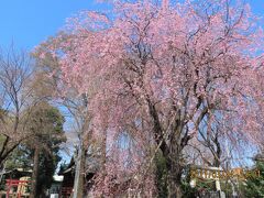 亀久保神明神社の紅枝垂れ桜