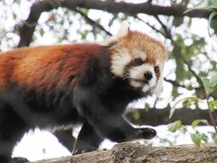 桜開花とこぶし満開の埼玉こども動物自然公園（後）カピバラ温泉とシカとカモシカの谷～間に合ったマヌルロック＆レッサーパンダ途中で一眼レフ壊れる