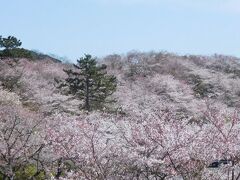 2021年3月　山口県山陽小野田市　竜王山の桜は満開でした。