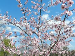 花博記念公園鶴見緑地で色々な花を観賞しました！ヨウコウザクラ・アーモンドの花・チューリップetc