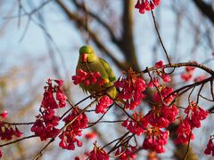 東京に買い物行った帰りに早咲きの桜が少し咲いてる上野に寄りました