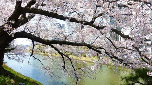 桜満開 久峰総合公園の桜開花・満開 天気情報 2025 - 日本気象協会 tenki.jp