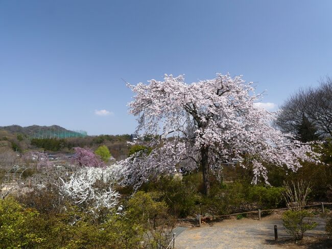 「あしかがフラワーパーク」のサクラ_2021_枝垂れ桜は見頃、他も見頃開始です（栃木県・足利市）