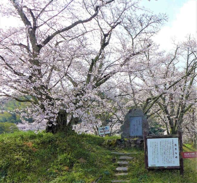 桜巡り !  天理・杣之内町