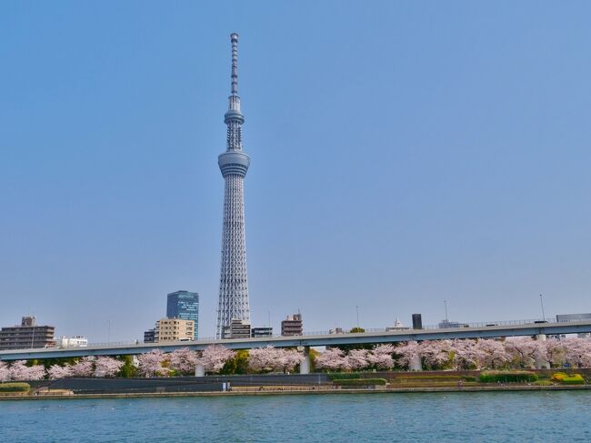 今日はお天気も良くって暖かかったからすごい人出になるだろうと思っていたけれど...。<br />想像を超える人ごみに、写真は少しだけ。<br />ランチにも振られ今日はいまいちだったけど...桜はとってもきれいでした(о´v`о)<br /><br />開花状況は...「ほぼ満開」<br />一部、散り始め...かなφ(・ω・`)<br />週末の雨で散らないことを祈ります