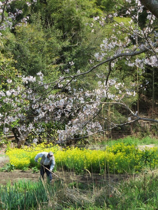 2021.3.26 金曜日 奈良県天理市、桜井市の古墳探索です。<br />奈良県 最高温度 20.4 ℃ 最低温度 7.2 ℃ 濃霧/曇り/晴れ <br />今まで最高の48カ所 殆ど自転車にて探訪です。車でも行けるのですが農道に止めての探訪で車が来ると大慌てでゆっくり出来ませんし、この道は侵入できるのか?初めての道ですので不安になります。<br />この地域は殆ど石室も見られないので遠目で残土置き場の雰囲気を確認して終わりです。<br /><br />・ノムギ古墳*<br />・クラ塚古墳<br />・波多子塚古墳*<br />・マバカ古墳<br />・栗塚古墳<br />・景行天皇陵<br />・景行天皇陵倍塚 い号(上の山古墳)<br />・崇神天皇倍塚 ろ号<br />・西ノ塚古墳<br />・下池山古墳<br />・ホックリ塚古墳<br />・西山塚古墳*<br />・空路宮山古墳<br />・二ノ瀬古墳(見つからず)<br />・東殿塚古墳<br />・火矢塚古墳<br />・燈篭山古墳<br />・中山大塚古墳<br />・小岳寺塚古墳<br />・26代/継体天皇皇后 手白香皇女 衾田陵*<br />・櫛山古墳<br />・ヲカタ古墳<br />・シウロウ塚古墳<br />・立子塚古墳*<br />・クノボ古墳<br />・12代/景行天皇陵 陪冢は号 上山、赤坂古墳<br />・珠城山古墳 1.2.3号墳<br />・平塚古墳<br />・巻野内石塚古墳<br />・サコシマ古墳<br />・小川塚西古墳<br />・小川塚東古墳<br />・雲慶寺裏古墳<br />・ホケノ山古墳 <br />・北口古墳<br />・茶の木塚古墳<br />・宮の前古墳<br />・堂の後古墳*<br />・ツヅロ塚古墳<br />・石神塚古墳<br />・ツクロ塚古墳<br />・芽原大墓古墳<br />・弁天社古墳<br />・芽原狐塚古墳<br />・箸墓古墳<br />・景行天皇陵<br />・大和天神山古墳<br />・幾坂池の一本桜<br /><br />★日本の国の文明紀元/古墳の歴史3世紀(弥生時代)と言われる天理/桜井方面の古墳の発掘調査が出来ていない古墳が多いですし畑等2次利用が非常に多いです。