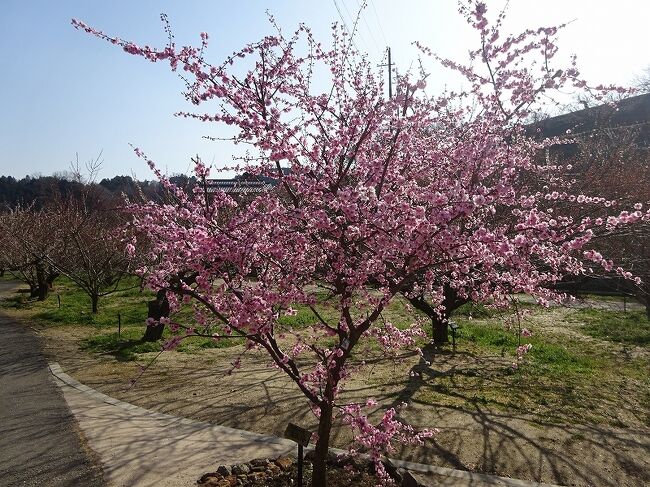 月ヶ瀬梅林（奈良県）～南山城村（京都府）2021.3.23