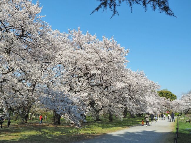 昨年同様、まだ桜の袂でお弁当を広げてとはいかず、歩きながらのお花見。今年は小石川植物園と播磨坂で桜を楽しみました。<br /><br />小石川植物園とは…<br /> 約320年前の貞享元年(1684)に徳川幕府が設けた「小石川御薬園」がこの植物園の遠い前身で、明治10年、東京大学が設立された直後に附属植物園となり一般にも公開されてきました。面積は161,588m2（48,880坪）で、台地、傾斜地、低地、泉水地などの地形を利用して様々な植物が配置されています。（HPより）