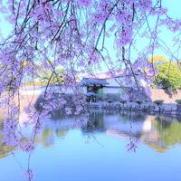 千代田の桜の巻　