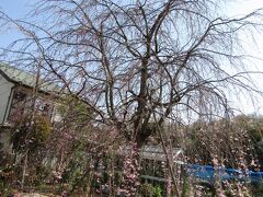 今年見付けた三枚畑の枝垂れ桜が3分咲きです