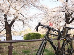 大塚～王子～上野  桜サイクリング