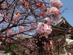 2021年3月　上野公園・寛永寺周辺　その２