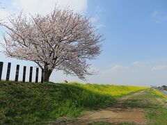 近場の桜と菜の花サイクリング