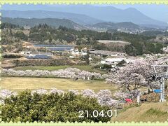 観音池公園に友達と桜を見に行ってきました