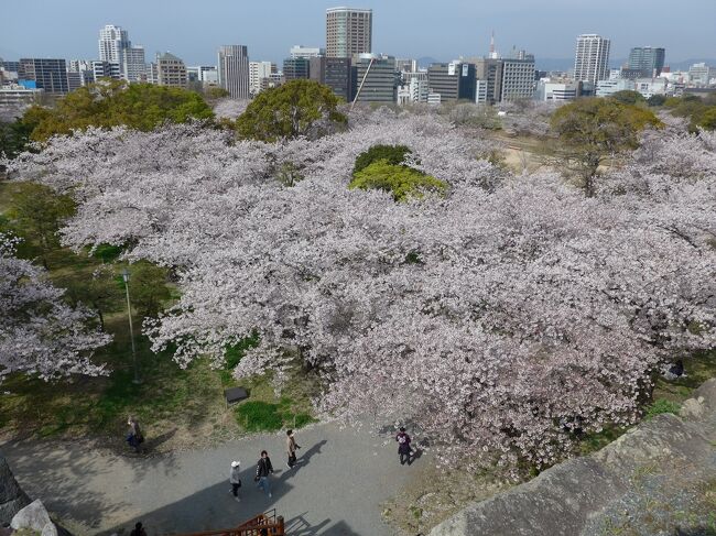 2021年の福岡城桜まつりが舞鶴公園で3/19(金)～4/4(日)開催中です<br />今年は新型コロナウィルスの感染防止対策のため「安心・安全に桜を楽しんでいただくために」と題し<br />城壁と桜のライトアップ、イベント、飲食販売等は行っていません<br />そして禁止事項として<br />・飲食を伴う宴会行為禁止<br />・飲酒禁止<br />・BBQ等の火を使った調理禁止<br />・発電機、カセットコンロ使用禁止<br />四つの禁止行為のボードが随所に張り出され園内放送もされていました<br />そんな中でしたがたくさんの花見客が訪れ満開の時期を過ぎた桜花見を満喫していました<br />開花宣言が３月１２日と例年より１週間ほど早かったこともあり訪れた３月２６日は春風が吹くと沢山の花びらが散り歩道を染めていってました