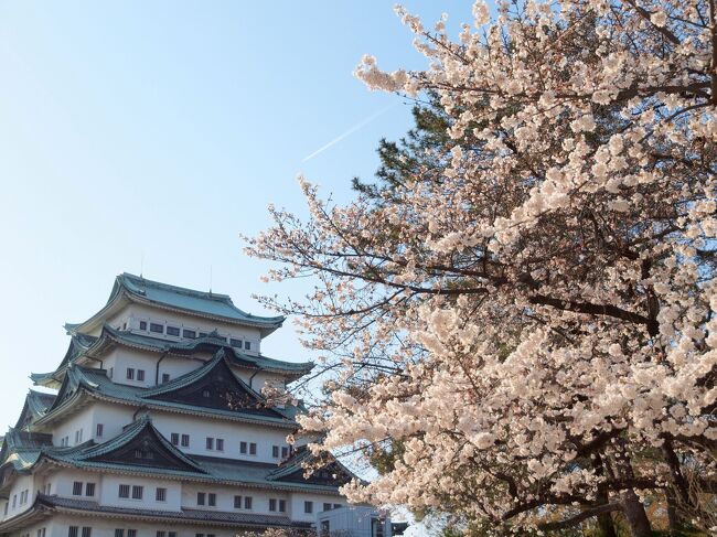 名古屋城でお花見　名古屋市市政資料館　RAYARD Hisaya-odori Park　「炭焼きやきとり×とりの唐揚 レアル」で夜ご飯