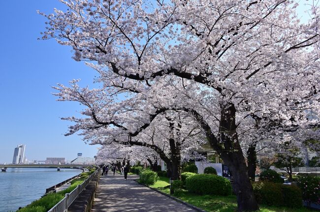 3月最後の土曜日、隅田川を彩る墨堤の桜でお花見を♪<br />江戸時代より続く桜の名所「隅田公園」と、浅草の顔「浅草寺」へ。。。<br /><br /><br />〔ぷらっと東京さんぽ〕<br />●Scene.1:上野恩賜公園/不忍池(台東区)<br /> https://4travel.jp/travelogue/11637359<br />●Scene.2:丸の内界隈/東京ステーションホテル(千代田区)<br /> https://4travel.jp/travelogue/11646100<br />●Scene.3:東京スカイツリー(墨田区)<br /> https://4travel.jp/travelogue/11649736<br />●Scene.4:旧古河庭園(北区)<br /> https://4travel.jp/travelogue/11660165<br /><br />〔日本さくら名所100選でお花見〕<br />●姫路城 (兵庫県姫路市):https://4travel.jp/travelogue/11593194<br /> https://4travel.jp/travelogue/11601496<br />●奈良公園(奈良県奈良市):https://4travel.jp/travelogue/11615907<br />●郡山城址公園(奈良県大和郡山市):https://4travel.jp/travelogue/11613989<br />●松江城山公園(島根県松江市):https://4travel.jp/travelogue/11478799<br />●鶴山公園(岡山県津山市):https://4travel.jp/travelogue/11484252