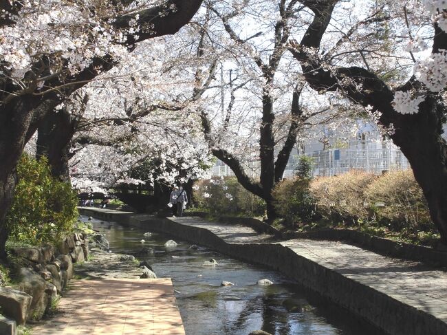 やっと東京と神奈川、千葉、埼玉の１都3県の緊急事態宣言が解除。<br />しかし3月下旬といえば卒業シーズン。しかも今年の桜は早くも開花です。<br /><br />何故か初めての宿河原の桜へ。南武線は何十年ぶりに乗るか。<br />今年は桜祭りは中止と言うがそれはかまはない。蜜にならず。