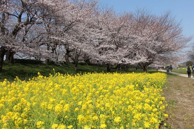 埼玉県幸手市の権現堂桜堤へ、お花見に出かけてきました。<br />桜、菜の花ともに見頃を迎えていましたが、昨年に引き続き今年も「さくらまつり」は中止となっていました。