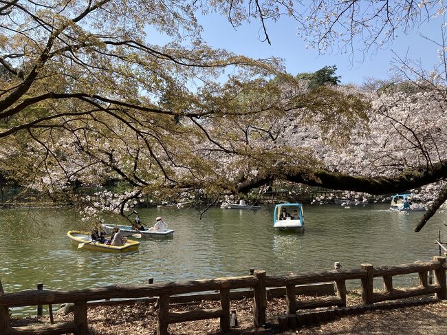 井の頭公園の桜を見に行った散策記録と、その後に、渋谷Bunkamuraミュージアムで開催されている「写真家ドアノー/音楽/パリ」の観覧記です。