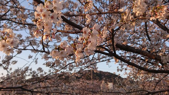先輩と社外打ち合わせ。ちょっと早く家を出て歩きます。<br />梅田川川岸の桜を見ながら、いつものお店へ。<br /><br />さぁ、歩きましょう。<br />