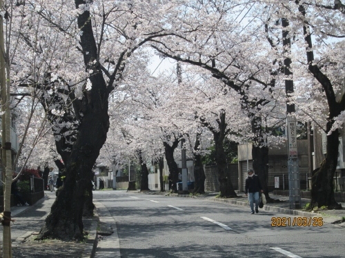 松戸市の常盤平・日本の道百選さくら通り