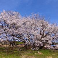 一心行の大桜と高森の千本桜を求めて、南阿蘇へ泊まりに行く