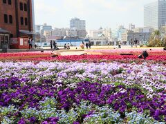 みなと横浜、春の花散歩・・・