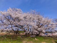 一心行の大桜と高森の千本桜を求めて、南阿蘇へ泊まりに行く