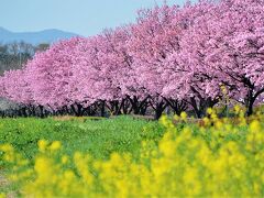 中山道本庄宿、春の風物詩(お花見）