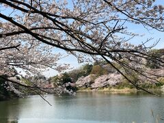絶好のお花見日和に誘われて「神奈川県立三ツ池公園」へ！