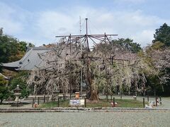 【ちょっとお出掛け】枝垂れ桜を見に行こう。<野依八幡社>