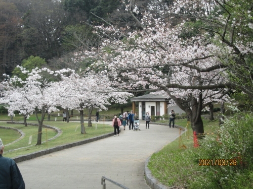 松戸市の２１世紀の森と広場・千駄堀池。桜