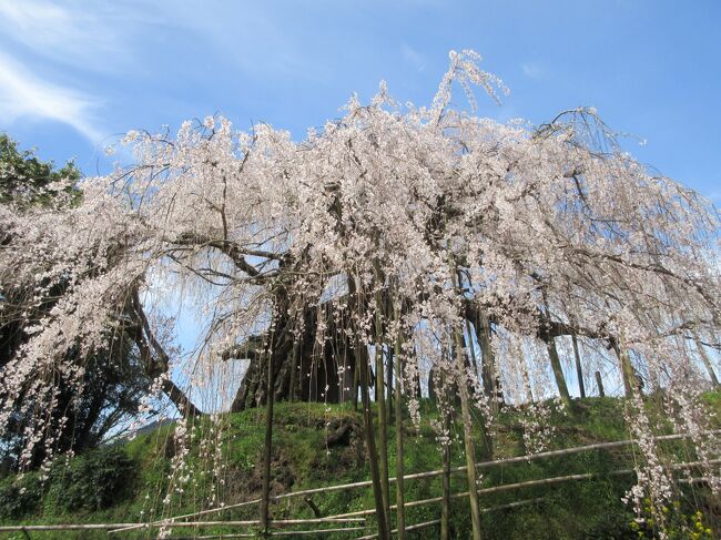 しばらく県外に出掛けていないので‥<br />せめて、まだ見たことの無い桜の名所に行きたいなと思い検索してみると、内子町にある石畳東のしだれ桜が見頃のようです。<br />さっそく見に行ってみました。