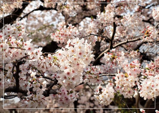 今年は予報通り東京でもソメイヨシノの開花が早く、すでに満開。<br />とはいえ、都立庭園は臨時閉園中だったり、開いている公園でも条件付きだったり。<br />花日和～♪を心ゆくまで満喫するのは難しい昨今。<br />結局のところは、今年もご近所で静かに咲いている桜をひとりで鑑賞するのがベストの様です♪<br /><br /><br />　　　　　　　　　　　　　　　　　　　（２０２１．３．２８　記）<br /><br />