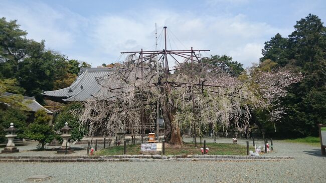 今年は桜が咲くのが早い。前週は体調不良で出掛けられなかった。<br />ピークは過ぎたかもしれないが、散歩に行ってみましょう。<br /><br />とよはしの巨木・名木100選 #66 野依八幡社 枝垂れ桜