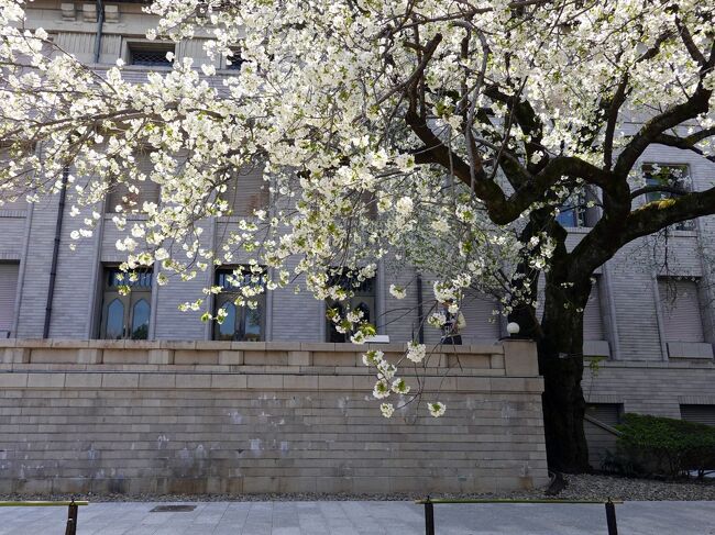 　上野国立博物館庭園の桜に魅せられ、毎年通っています。<br />特に平成館２階ロビー一面に広がる桜は圧巻、特に気に入りです。<br />しかし平成館は企画展会場、桜の時期と重なるのは少な目、それで庭園からの観桜を楽しんでいますが、今年は庭園そのものが改修工事で開放は本館に沿ったほんの一部分のみ、しかも小生はそれも知らずに出掛けて行きます。<br />残念ですが仕方ありません。<br />　今回は人混みを避けJRを鶯谷駅で下車、花を楽しみながら寛永寺へ、15代将軍徳川慶喜公の墓に詣でます、博物館入館の予約は午後１時、遅れないように回ります。<br />　では歩いた順にアップします。<br />　　<br />　　　表紙は国立博物館庭の桜<br /><br />