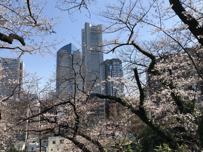 横浜・桜木町周辺の桜の名所巡りです。<br />桜木町駅からすぐの所にある掃部山公園から、伊勢山皇大神宮、野毛山公園をとおり、大岡川沿いの桜並木へ。