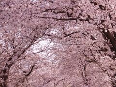 秘密の桜のトンネルはほぼ満開　2021.3.27