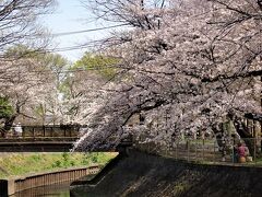 東京散歩　善福寺川を善福寺から和田掘公園を経て中野富士見町駅まで歩きました。