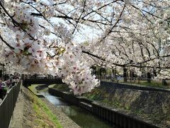 都内のお花見名所　善福寺川緑地の桜