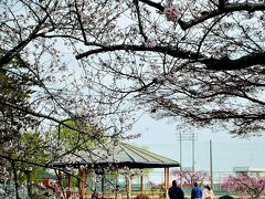 九華公園の桜