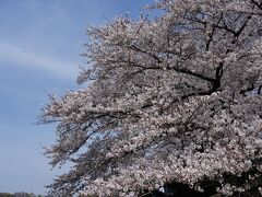 高崎線沿線ぶらり旅　～大宮駅界隈　桜旅～