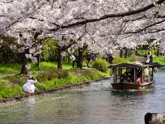 20210326-2 京都 伏見みなと公園の桜が見頃でしたなぁ