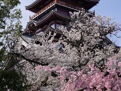20210326-7 京都 伏見桃山城では、桜の背景に天守閣
