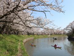 春が来た、福岡堰の桜を見に行ってみました。