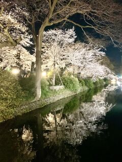 ☆今宵の桜はひと味違う☆