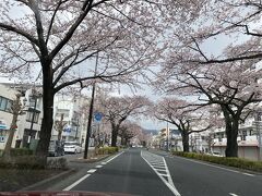 日立平和通り桜並木