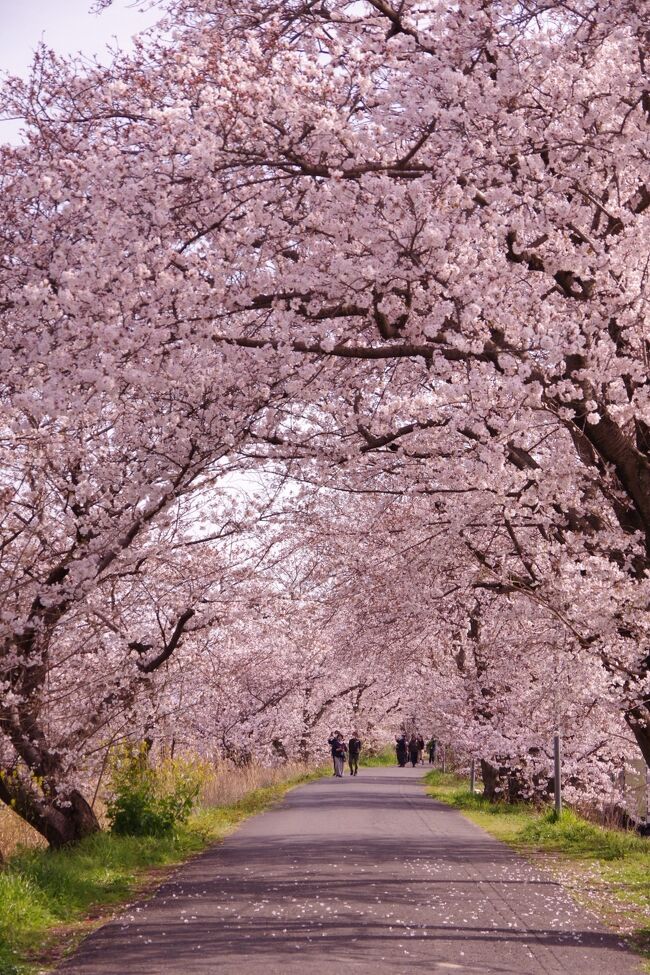 ここ数年桜を愛でに行く、桜のトンネルへ行ってきました。<br /><br />次の日は雨予報だからか、多くの人が訪れていました。ほぼ満開といったところでしょうか。<br /><br /><br />